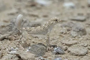 Carter's semaphore gecko (Pristurus carteri) standing on rocky ground. Oman, June Carter's semaphore gecko (Pristurus carteri) standing on rocky ground. Oman, June