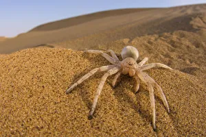 Cartwheeling spider (Carparachne sp.) in desert, Swakopmund, Namibia Cartwheeling spider (Carparachne sp.) in desert, Swakopmund, Namibia