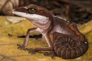 Cat gecko (Aeluroscalabotes felinus) with coiled tail, Sarawak, Malaysian Borneo Cat gecko (Aeluroscalabotes felinus) with coiled tail, Sarawak, Malaysian Borneo