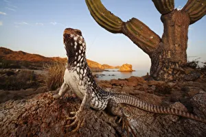 Catalina Desert Iguana (Dipsosaurus catalinensis), Catalina (Santa Catalina) Island Catalina Desert Iguana (Dipsosaurus catalinensis), Catalina (Santa Catalina) Island