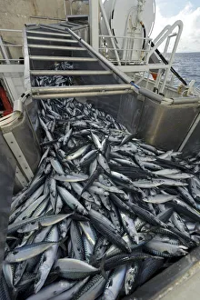 Catch of Atlantic mackerel (Scomber scombrus) in fish separator on board Shetland Catch of Atlantic mackerel (Scomber scombrus) in fish separator on board Shetland