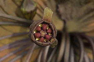 Phyllostomidae Gallery: 
