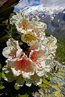 Images Dated 28th June 2008: Caucasian rhododendron (Rhododendron caucasium) with Mount Elbrus in the distance