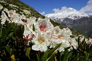 Images Dated 28th June 2008: Caucasian rhododendron (Rhododendron caucasium) flowers with Mount Elbrus in the distance