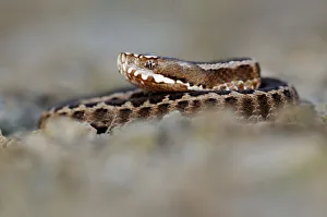 Caucasus Viper (Vipera kaznakovi) Georgia, September Caucasus Viper (Vipera kaznakovi) Georgia, September
