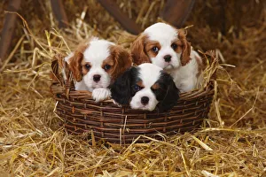 Cavalier King Charles Spaniel puppies aged 7 weeks with tricolour and blenheim colouration Cavalier King Charles Spaniel puppies aged 7 weeks with tricolour and blenheim colouration