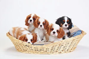Domestic Animal Gallery: Cavalier King Charles Spaniel, five puppies in basket, one with tricolour and the