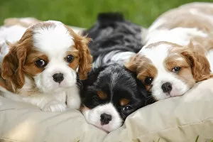 Images Dated 25th June 2009: Cavalier King Charles Spaniel, three puppies resting on cushion bed, blenheim and tricolour