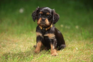 Images Dated 30th May 2011: Cavalier King Charles Spaniel, puppy, black-and-tan, 6 weeks, sitting on grass, wearing