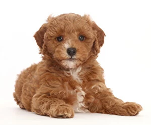 Images Dated 11th January 2018: Cavapoo puppy lying with head up