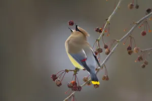 Cedar waxwing (Bombycilla cedrorum) catching Crabapple (Malus sp) fruit in beak, New York Cedar waxwing (Bombycilla cedrorum) catching Crabapple (Malus sp) fruit in beak, New York