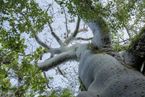 Ceiba / Kapok tree (Ceiba trichistandra) low angle view, Macara, Loja, Ecuador