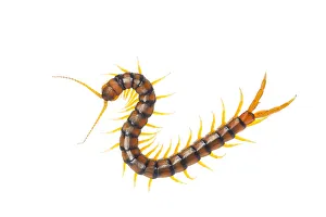 Centipede (Scolopendra cingulata) Huelva, Andalucia, Spain Centipede (Scolopendra cingulata) Huelva, Andalucia, Spain