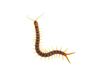 Centipede (Scolopendra cingulata) Huelva, Andalucia, Spain, May 2009 Centipede (Scolopendra cingulata) Huelva, Andalucia, Spain, May 2009