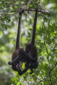 Central American spider monkey (Ateles geoffroyi) juveniles hanging by tails and playing Central American spider monkey (Ateles geoffroyi) juveniles hanging by tails and playing