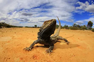 Central bearded dragon (Pogona vitticeps) basking in mallee / heathland habitat Central bearded dragon (Pogona vitticeps) basking in mallee / heathland habitat