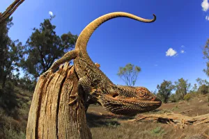 Central bearded dragon (Pogona vitticeps) male on stick in chenopod shrubland habitat Central bearded dragon (Pogona vitticeps) male on stick in chenopod shrubland habitat