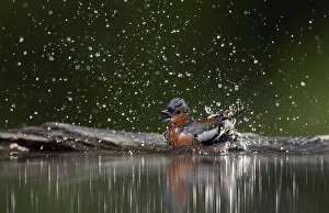 Chaffinch (Fringilla coelebs) male bathing, Pusztaszer, Hungary, May 2008 Chaffinch (Fringilla coelebs) male bathing, Pusztaszer, Hungary, May 2008