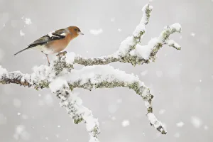 Chaffinch (Fringilla coelebs) male in snowstorm, Glenfeshie, Scotland, UK, February Chaffinch (Fringilla coelebs) male in snowstorm, Glenfeshie, Scotland, UK, February