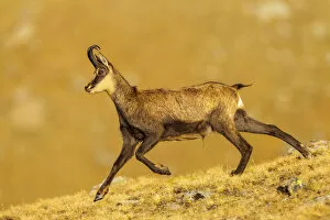 Images Dated 21st September 2012: Chamois (Rupicapra rupicapra) running down ridge, in early morning light. Lausons Valley