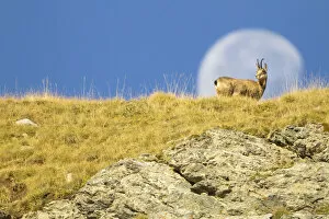 Images Dated 5th October 2012: Chamois (Rupicapra rupicapra) walking with the moon behind, Mercantour National Park