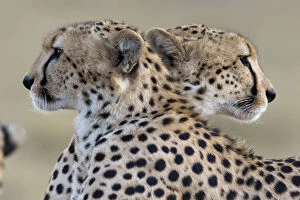 Cheetah (Acinonyx jubatus) brothers looking in opposite directions, Masai-Mara Game Reserve, Kenya