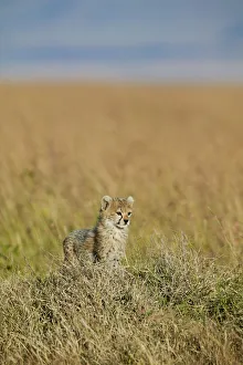 Cheetah (Acinonyx jubatus) cub aged 7 weeks, Masai-Mara Game Reserve, Kenya Cheetah (Acinonyx jubatus) cub aged 7 weeks, Masai-Mara Game Reserve, Kenya