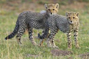 Cheetah (Acinonyx jubatus) cubs, Masai-Mara Game Reserve, Kenya. Vulnerable species Cheetah (Acinonyx jubatus) cubs, Masai-Mara Game Reserve, Kenya. Vulnerable species