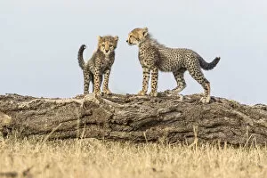 Images Dated 1st October 2015: Cheetah (Acinonyx jubatus), cubs age 8 weeks playing, Masai Mara Game Reserve, Kenya