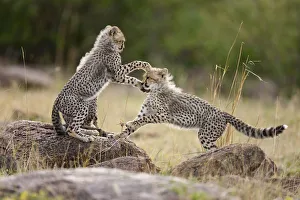 Cheetah (Acinonyx jubatus) cubs playing, Masai-Mara Game Reserve, Kenya Cheetah (Acinonyx jubatus) cubs playing, Masai-Mara Game Reserve, Kenya