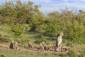 Cheetah (Acinonyx jubatus) female and cubs. Brood of seven cubs, a record for the area Cheetah (Acinonyx jubatus) female and cubs. Brood of seven cubs, a record for the area