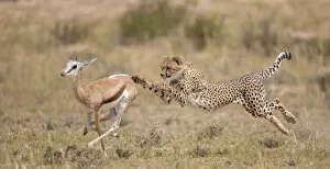 Acinonyx Gallery: Cheetah (Acinonyx jubatus) hunting Springbok (Antidorcas marsupialis) trying to trip up the prey