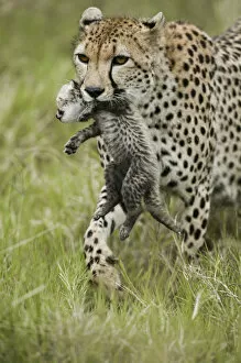 Images Dated 10th September 2003: Cheetah (Acinonyx jubatus) mother carrying its cub aged 4 to 5 weeks, Masai-Mara Game Reserve