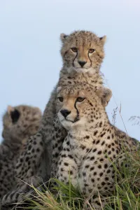 Cheetah (Acinonyx jubatus) mother and cubs 6 months, Masai-Mara Game Reserve, Kenya Cheetah (Acinonyx jubatus) mother and cubs 6 months, Masai-Mara Game Reserve, Kenya