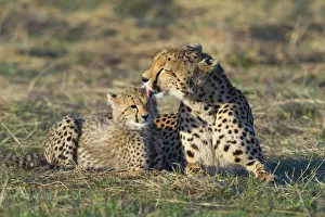 Cheetah (Acinonyx jubatus) mother grooming cub, Masai-Mara Game Reserve, Kenya Cheetah (Acinonyx jubatus) mother grooming cub, Masai-Mara Game Reserve, Kenya