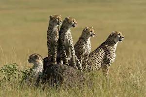 Cheetah (Acinonyx jubatus) mother and juveniles, Masai-Mara Game Reserve, Kenya Cheetah (Acinonyx jubatus) mother and juveniles, Masai-Mara Game Reserve, Kenya