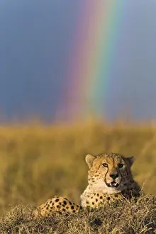 Cheetah (Acinonyx jubatus) resting with rainbow behind it, Masai-Mara Game Reserve, Kenya Cheetah (Acinonyx jubatus) resting with rainbow behind it, Masai-Mara Game Reserve, Kenya