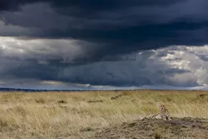 Acinonyx Gallery: Cheetah (Acinonyx jubatus) resting on a termite hill and storm brewing, Masai-Mara Game Reserve