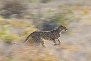 Images Dated 1st May 2013: Cheetah (Acinonyx jubatus) running, Kalahari Desert, Botswana