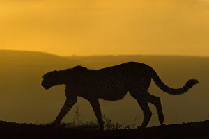 Cheetah (Acinonyx jubatus) walking, silhouetted at dusk. Zimanga private game reserve Cheetah (Acinonyx jubatus) walking, silhouetted at dusk. Zimanga private game reserve