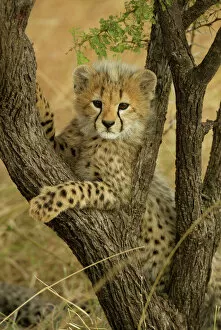 Cheetah Gallery: Cheetah cub in acacia tree {Acinonyx jubatus} Masai Mara, Kenya