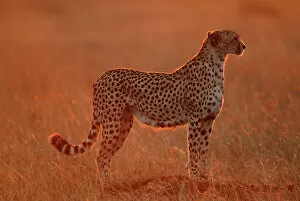 Cheetahs Gallery: Cheetah at dawn {Acinonyx jubatus} Masai Mara, Kenya