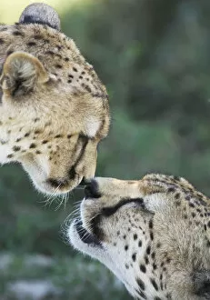 Serengeti Gallery: Two Cheetahs (Acinonyx jubatus) touching noses in greeting display, Serengeti NP
