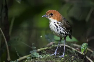 Chestnut crowned antpitta (Grallaria ruficapillas), Mindo, Pichincha, Ecuador Chestnut crowned antpitta (Grallaria ruficapillas), Mindo, Pichincha, Ecuador