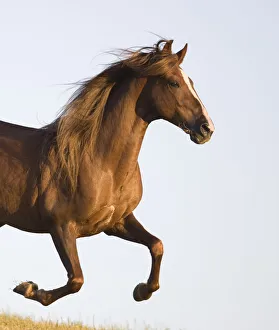Chestnut Paso peruvian stallion running, California, USA Chestnut Paso peruvian stallion running, California, USA