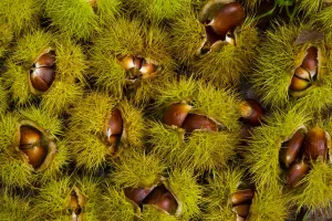 Chestnuts from Sweet chestnut tree {Castenea sativa} Redes NP, Asturias, Northern Spain Chestnuts from Sweet chestnut tree {Castenea sativa} Redes NP, Asturias, Northern Spain