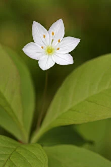 Primulaceae Gallery: Chickweed wintergreen ( Trientalis europaea) flower, Cairngorms National Park, Scotland