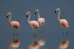Chilean Flamingo, Phoenicopterus chilensis, La Pampa , Argentina Chilean Flamingo, Phoenicopterus chilensis, La Pampa , Argentina