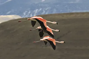 Chilean flamingos (Phoenicopterus chilensis) group of three in flight, Lago Amarga Chilean flamingos (Phoenicopterus chilensis) group of three in flight, Lago Amarga