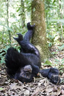 Chimpanzee male (Pan troglodytes schweinfurthii) sleeping on the forest floor with feet up Chimpanzee male (Pan troglodytes schweinfurthii) sleeping on the forest floor with feet up